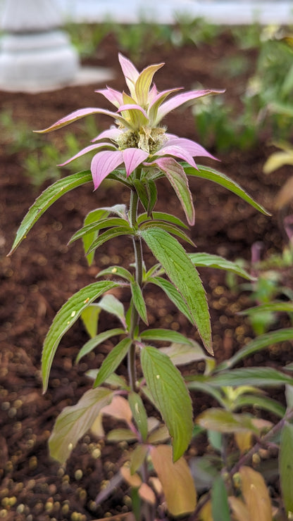 Monarda punctata - Spotted Bee Balm Flower