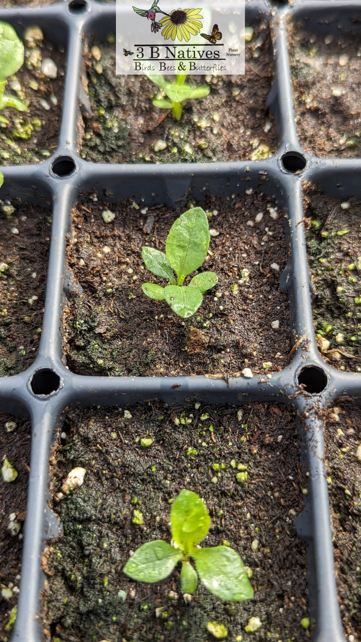 Oligoneuron rigidum - Stiff Goldenrod Germinated Seedlings