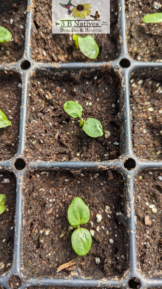 Hibiscus moscheutos - Swamp Rose Mallow Germinated Seedlings