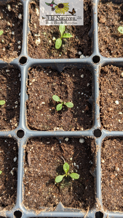 Rudbeckia subtomentosa - Sweet Black-eyed Susan Germinated Seedlings