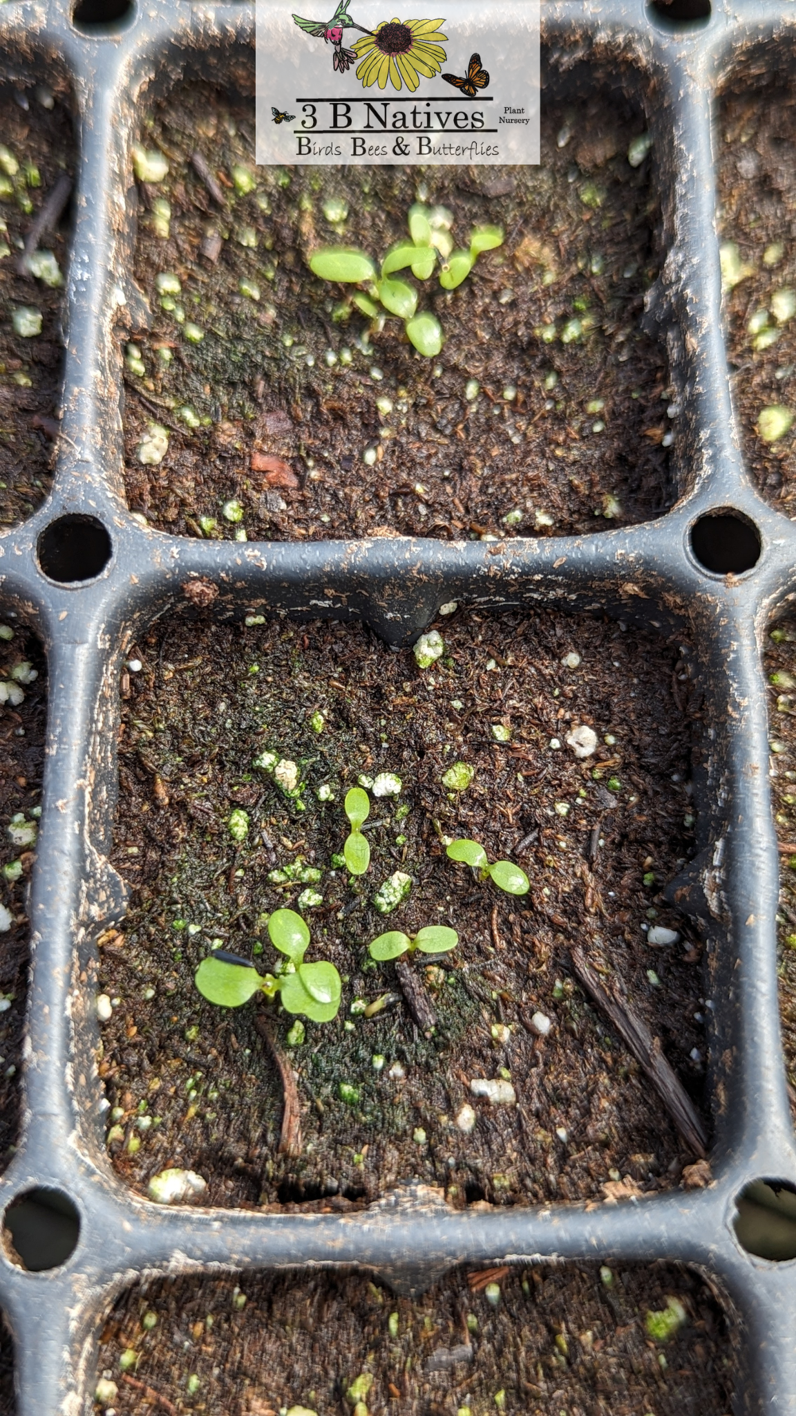 Eutrochium purpureum - Sweet Joe Pye Weed Germinated Seedlings