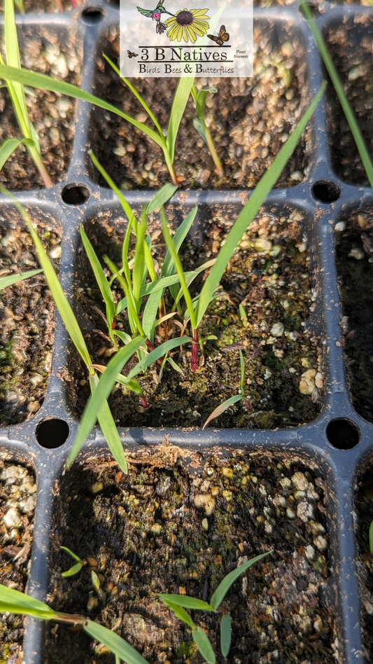 Panicum virgatum - Switch Grass Germinated Seedlings