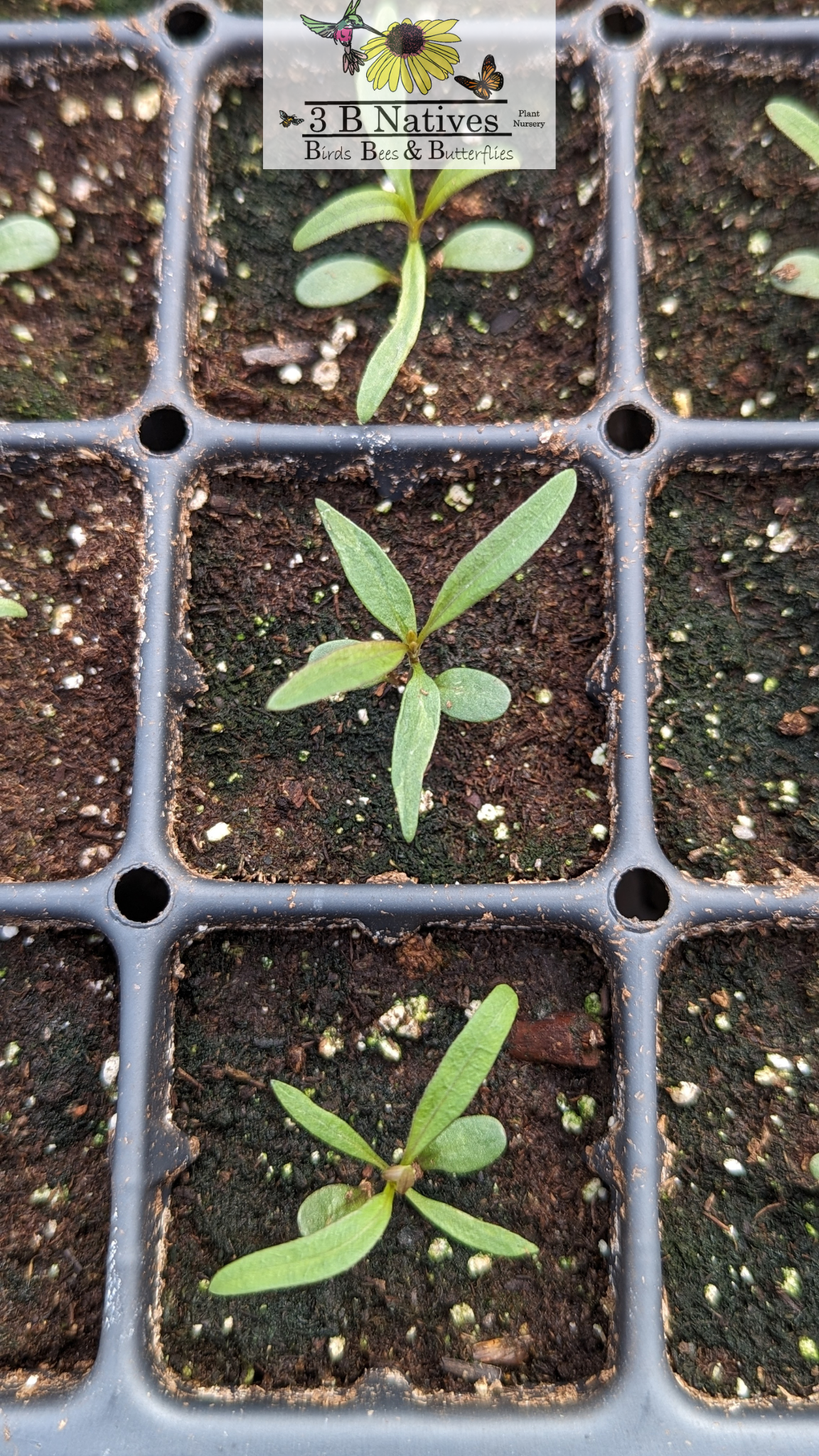 Coreopsis tripteris - Tall Coreopsis Germinated Seedlings