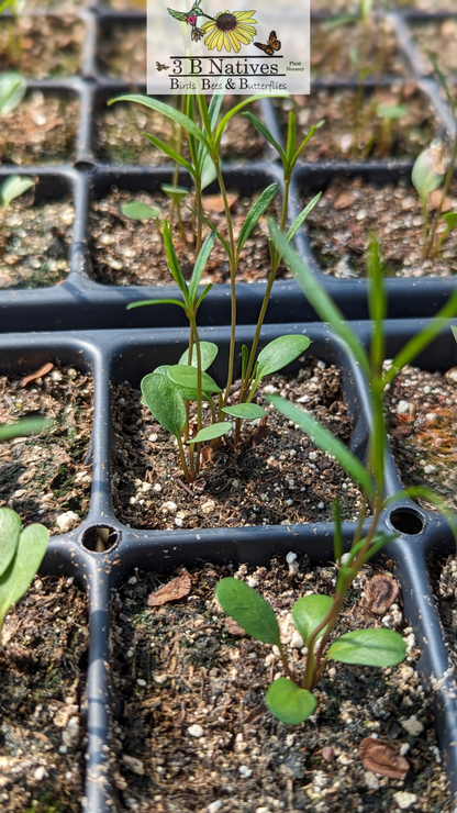 Asclepias hirtella - Tall Green Milkweed Germinated Seedlings