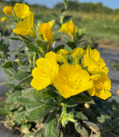 Oenothera pilosella - Prairie Sundrops