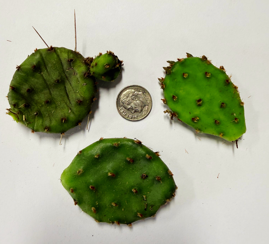 Optunia cespitosa - Eastern Prickly Pear Cactus Pads