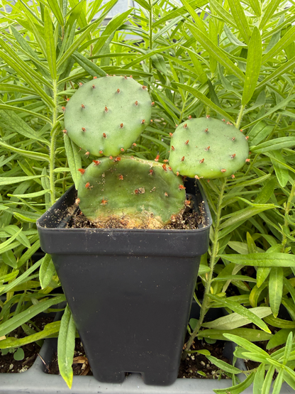 Optunia cespitosa - Eastern Prickly Pear Cactus Pads