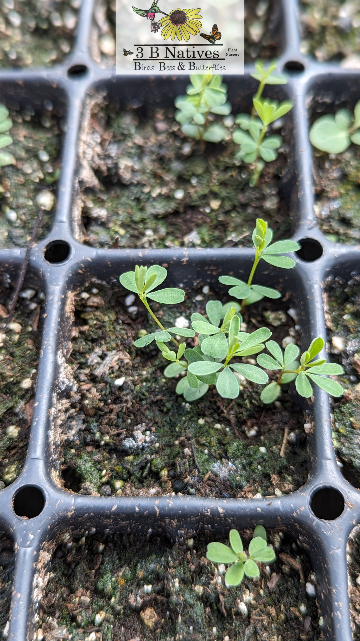 Dalea candida - White Prairie Clover Germinated Seedlings
