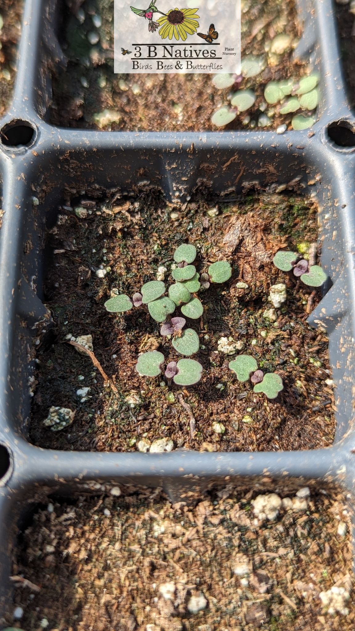 Monarda fistulosa - Wild Bergamot Germinated Seedlings