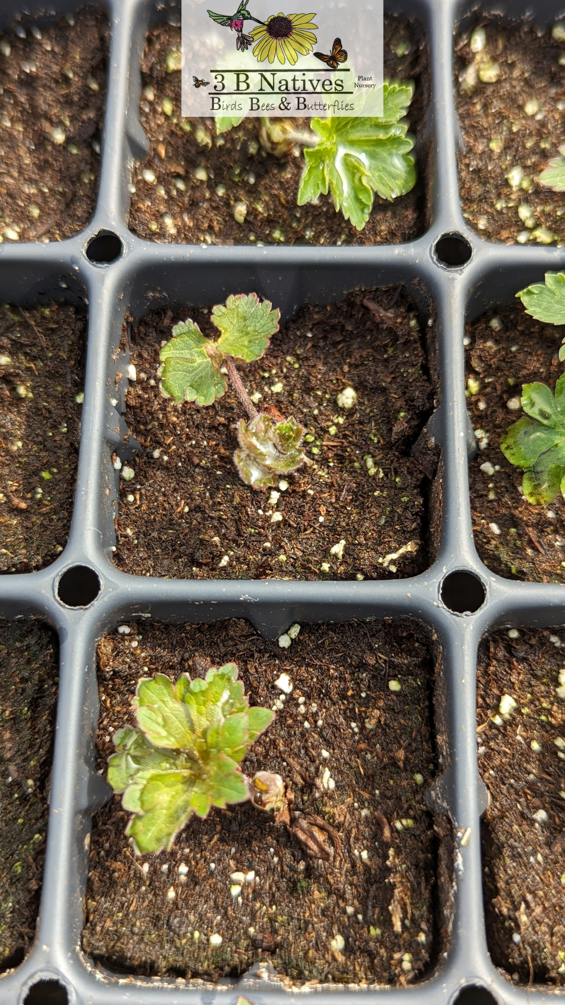 Geranium maculatum - Wild Geranium Germinated Seedlings