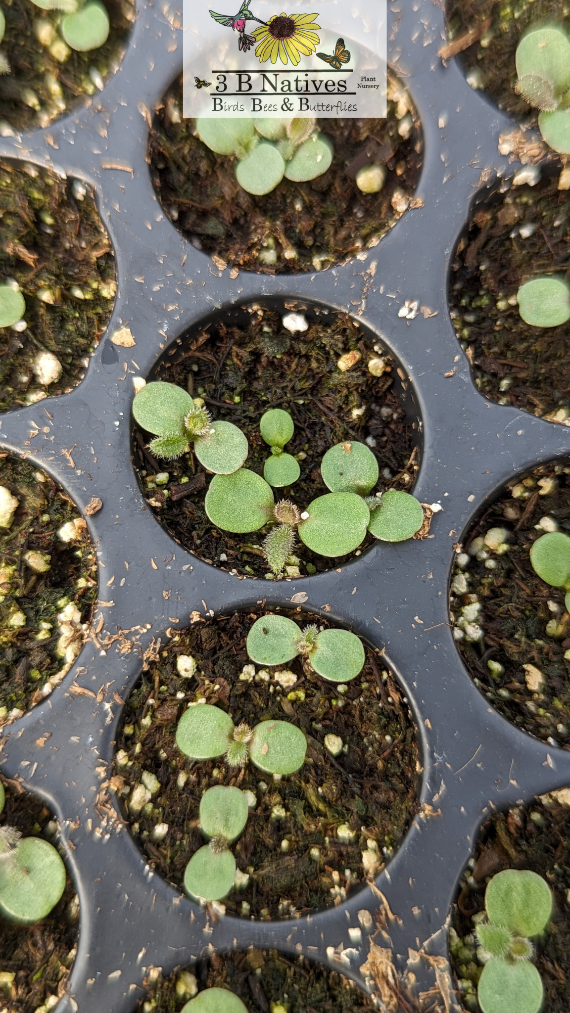 Parthenium integrifolium - Wild Quinine Germinated Seedlings