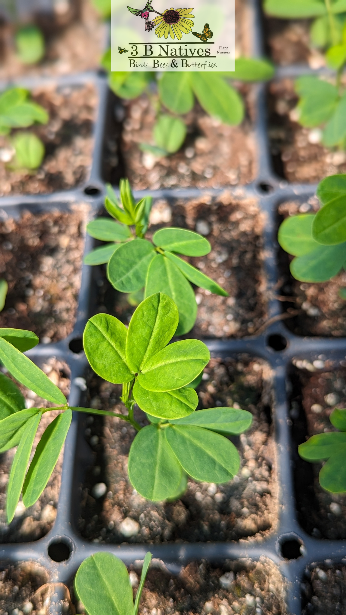 Senna hebecarpa - Wild Senna Germinated Seedlings