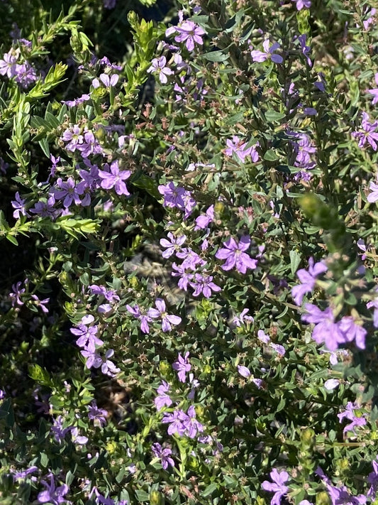 Lythrum alatum - Winged Lythrum