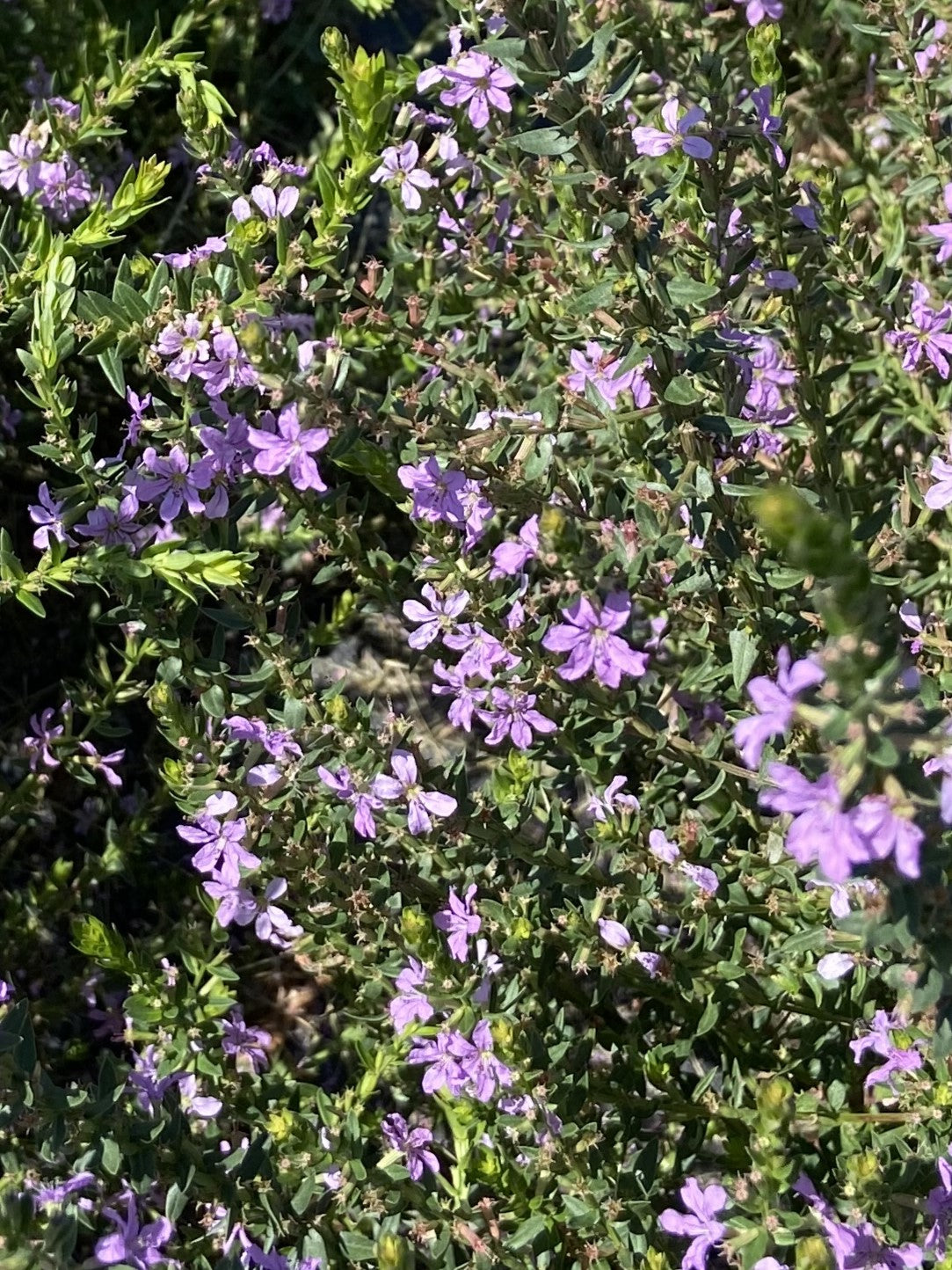 Lythrum alatum - Winged Lythrum 