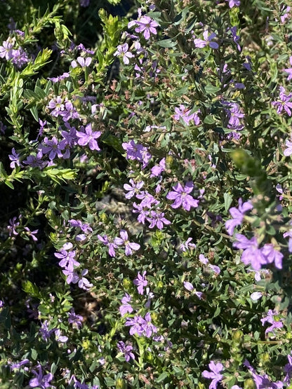 Lythrum alatum - Winged Lythrum 