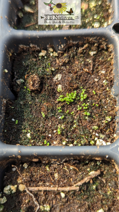 Lythrum alatum - Winged Lythrum Germinated Seedlings