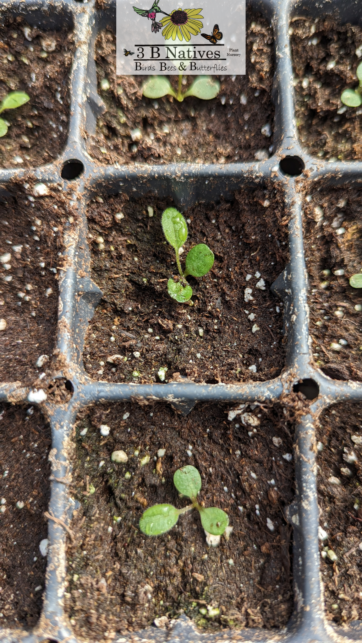 Ratibida pinnata - Yellow Coneflower Germinated Seedlings