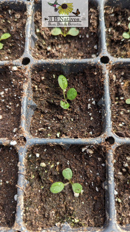 Ratibida pinnata - Yellow Coneflower Germinated Seedlings