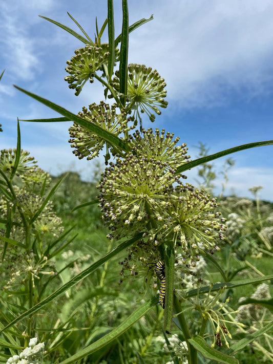 Asclepias hirtella - Tall Green Milkweed