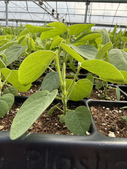 NEW Desmodium illinoense - Illinois Tick Trefoil