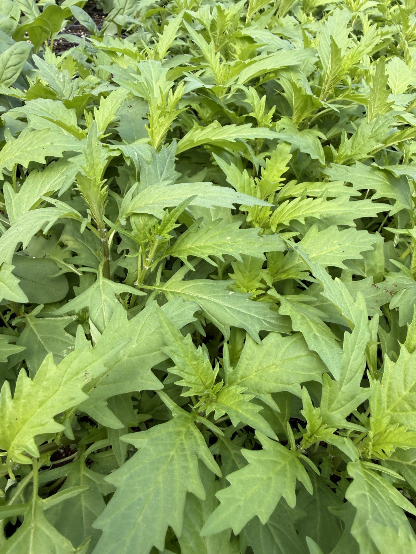NEW Lycopus americanus - Water Horehound