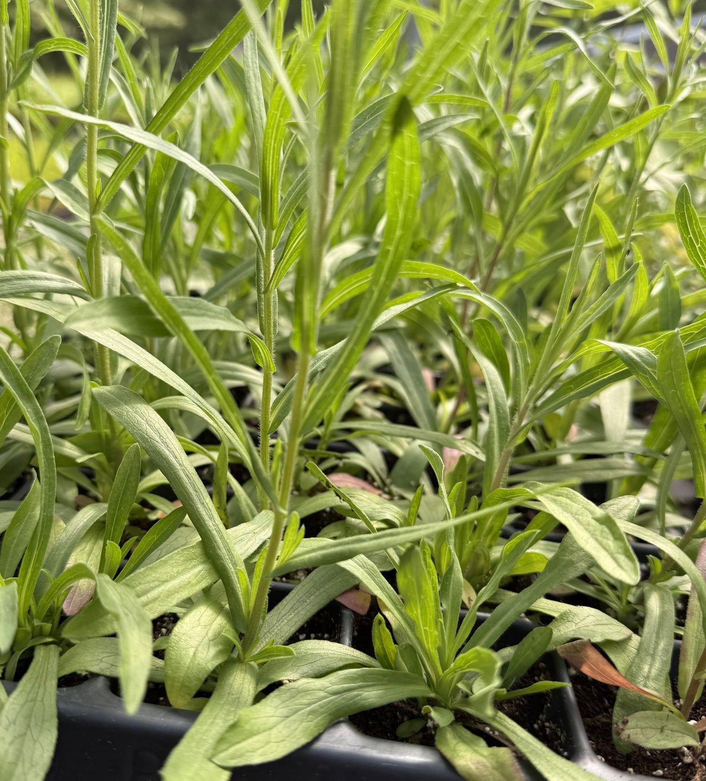 NEW Symphyotrichum ericoides - Heath Aster