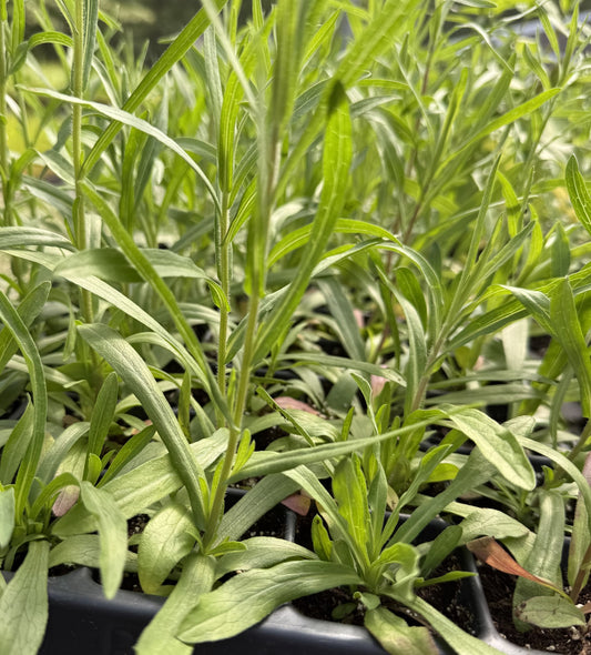NEW Symphyotrichum ericoides - Heath Aster