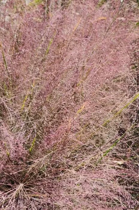 Eragrostis spectabilis - Purple Love Grass