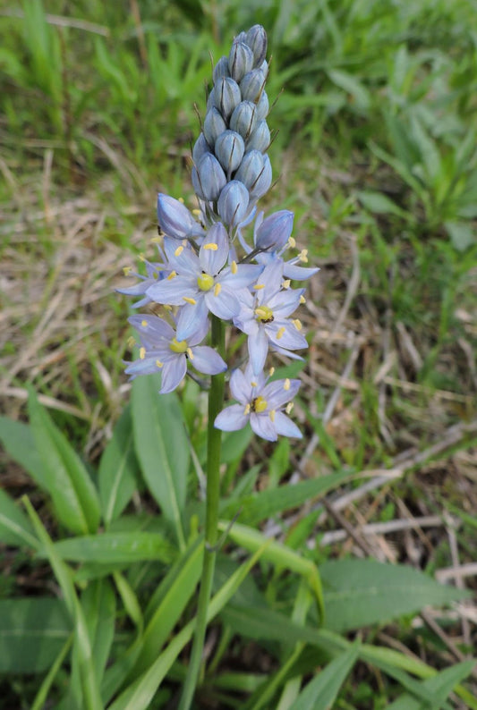 Camassia scilloides - Wild Hyacinth Bulb Flower