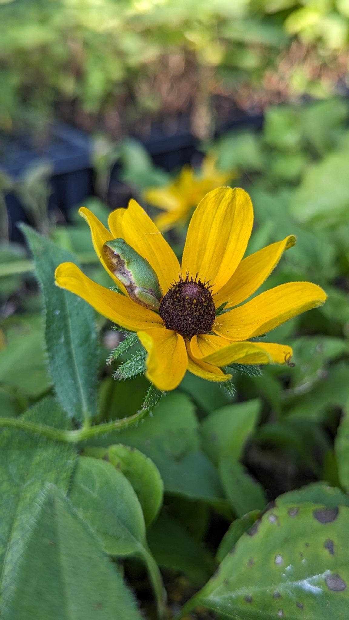 Rudbeckia hirta - Black-eyed Susan