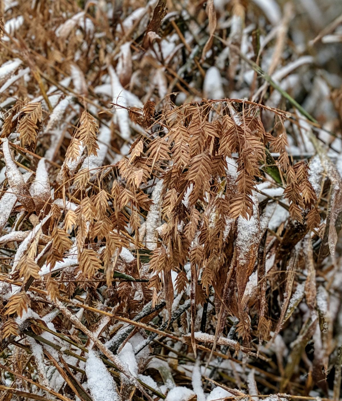 Chasmanthium latifolium - River Oats in Winter