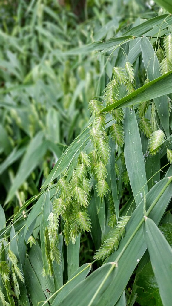 Chasmanthium latifolium - River Oats