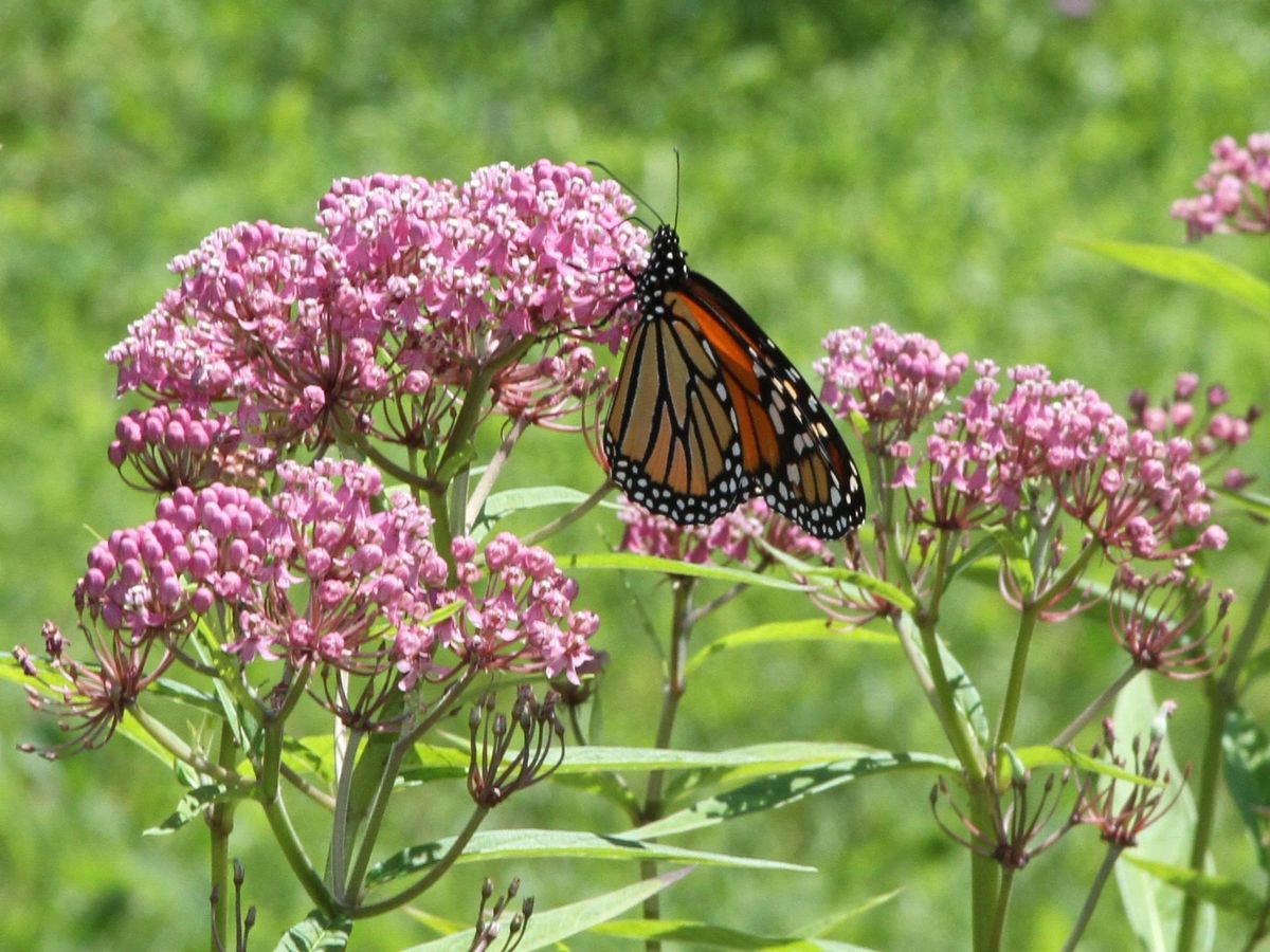 Asclepias incarnata - Rose Milkweed Flower