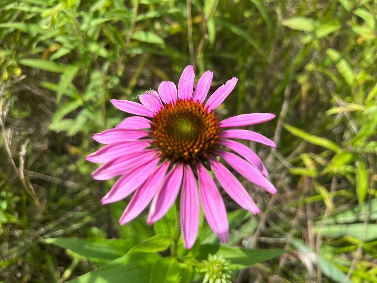 Echinacea purpurea - Purple Coneflower