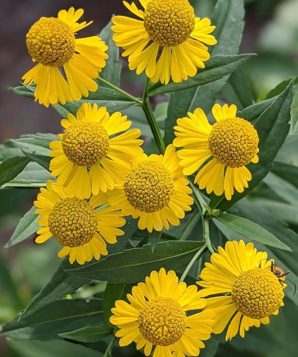 Helenium autumnale - Sneezeweed, Native Plant, Pollinator Garden ...