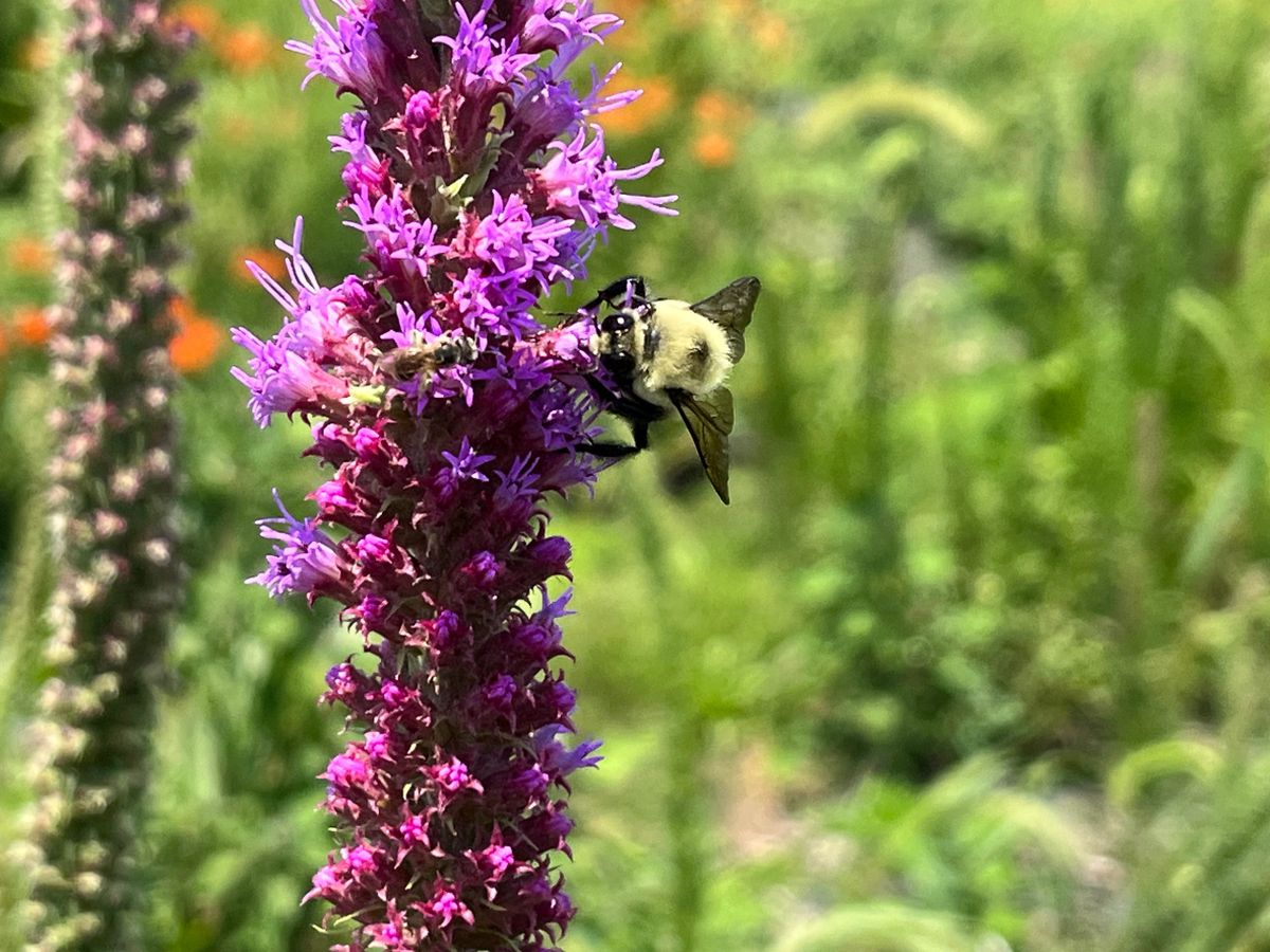 Liatris pycnostachya - Prairie Blazing Star Flower