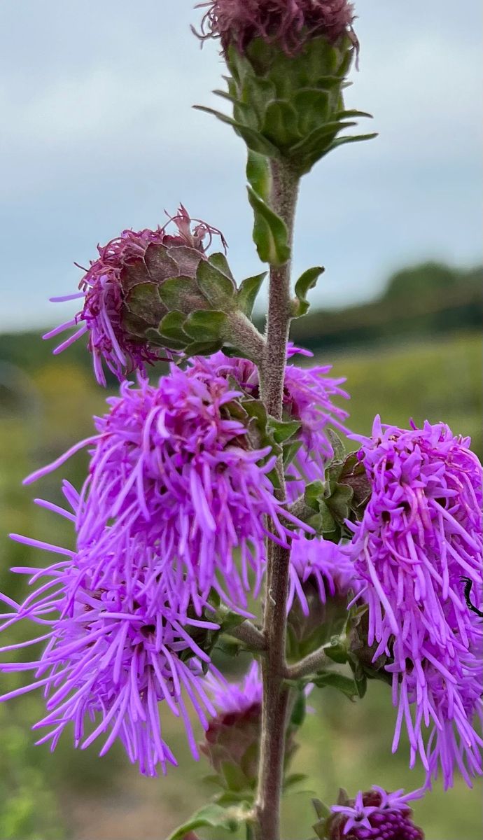 Liatris scariosa var niewlandii - Northern Blazing Star, Pollinator ...