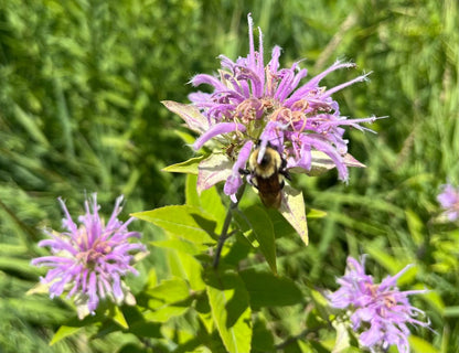 Monarda fistulosa - Wild Bergamot Flower