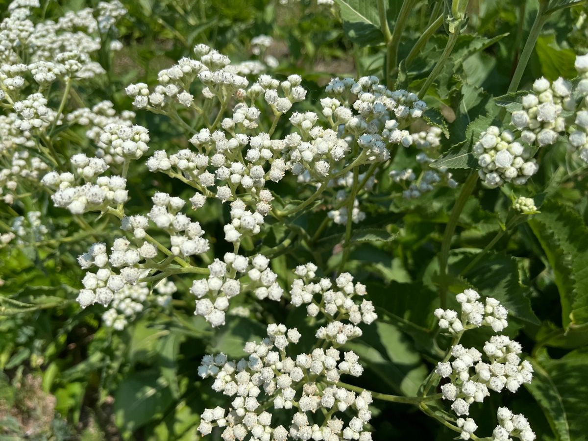 Parthenium integrifolium - Wild Quinine Flower