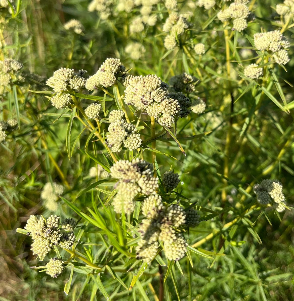 Pycnanthemum tenuifolium - Slender Mt. Mint Flower