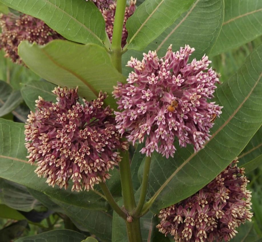 Asclepias syriaca - Common Milkweed Flower