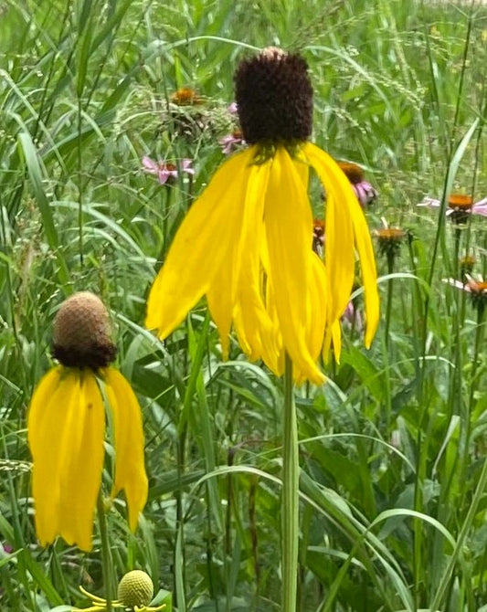 Ratibida pinnata - Yellow Coneflower