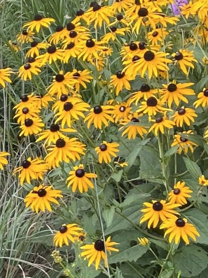 Rudbeckia fulgida - Orange Coneflower