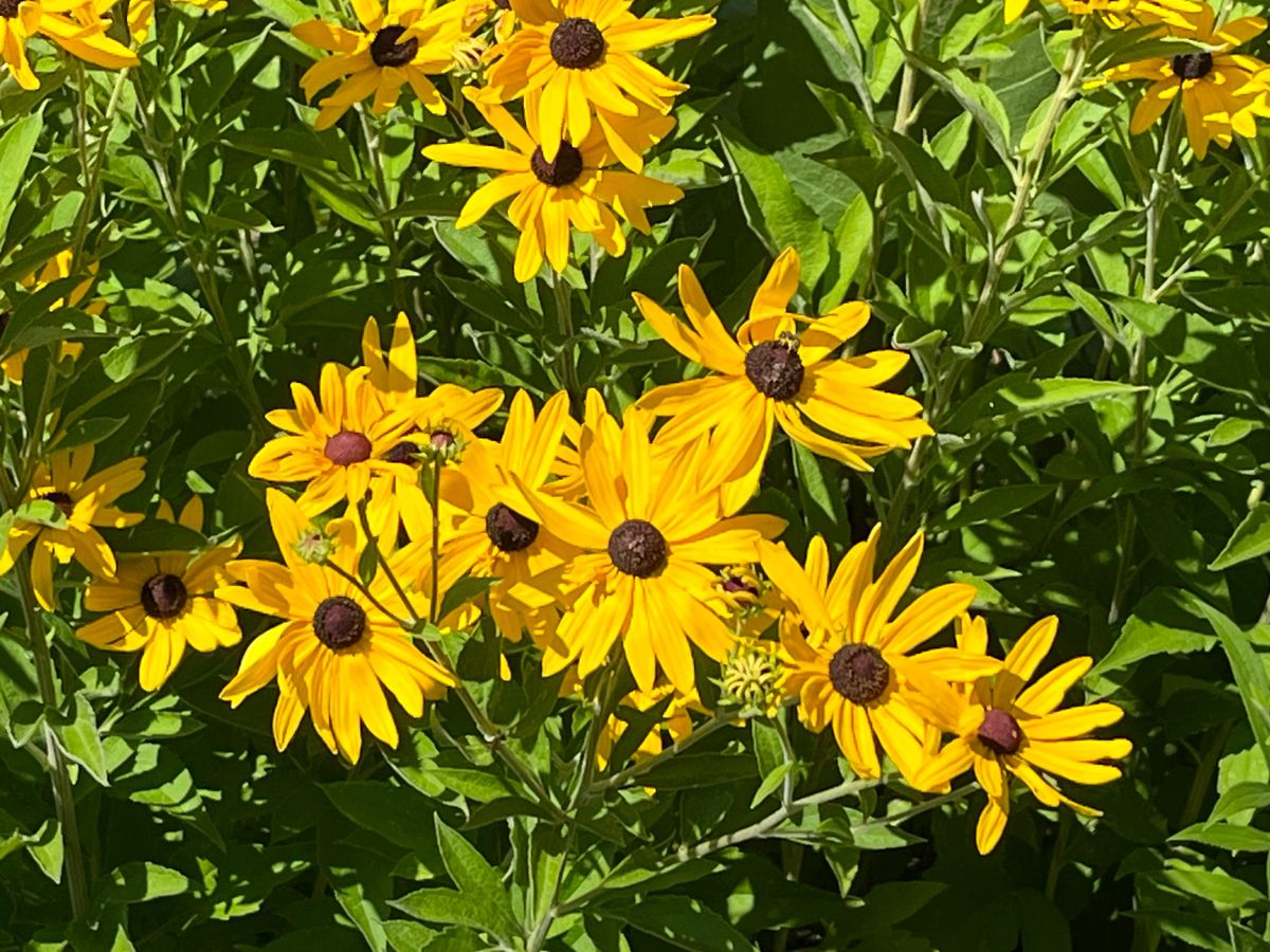 Rudbeckia subtomentosa - Sweet Black-eyed Susan Flower