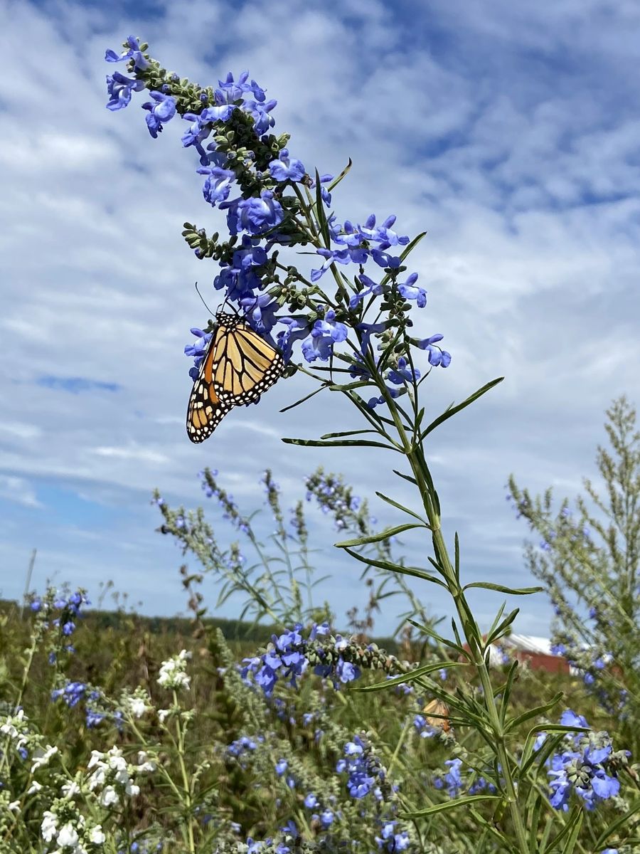 Salvia azurea - Blue Sage Flower with Monarch