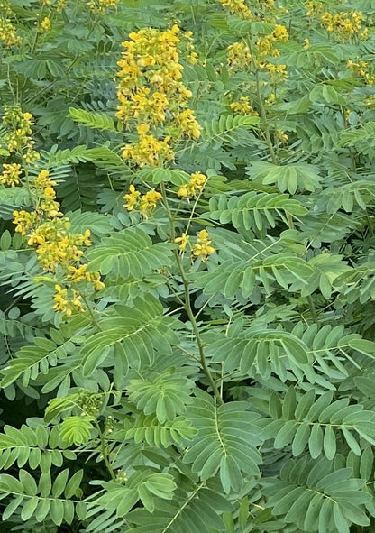 Senna hebecarpa - Wild Senna Flower