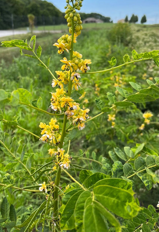 Senna marilandica - Maryland Senna Flower