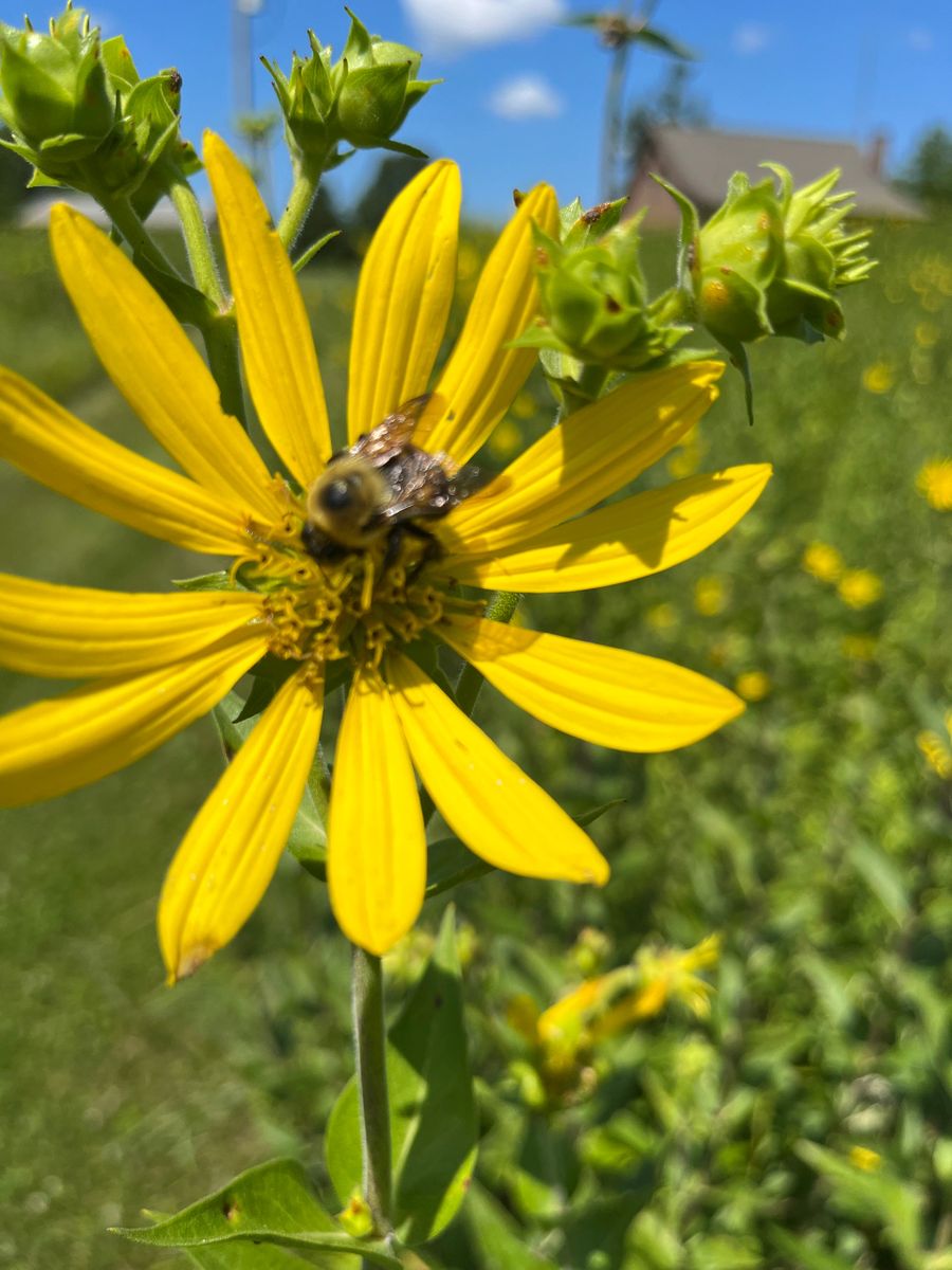 Silphium integrifolium - Rosin Weed Flower with Bee