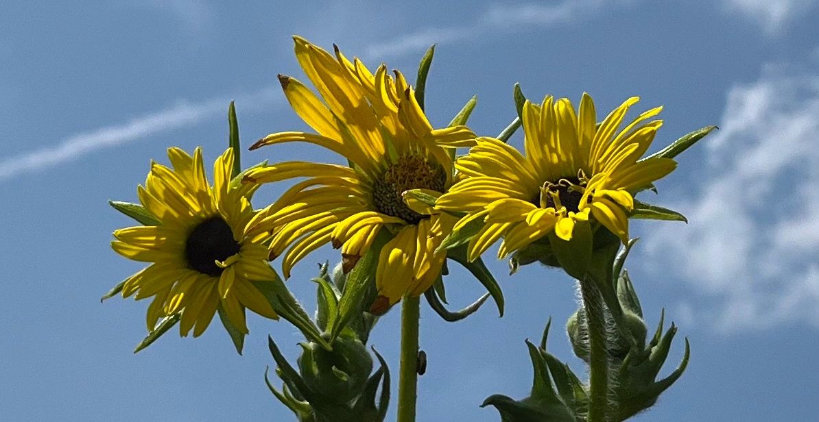 Silphium laciniatum - Compass Plant Flower