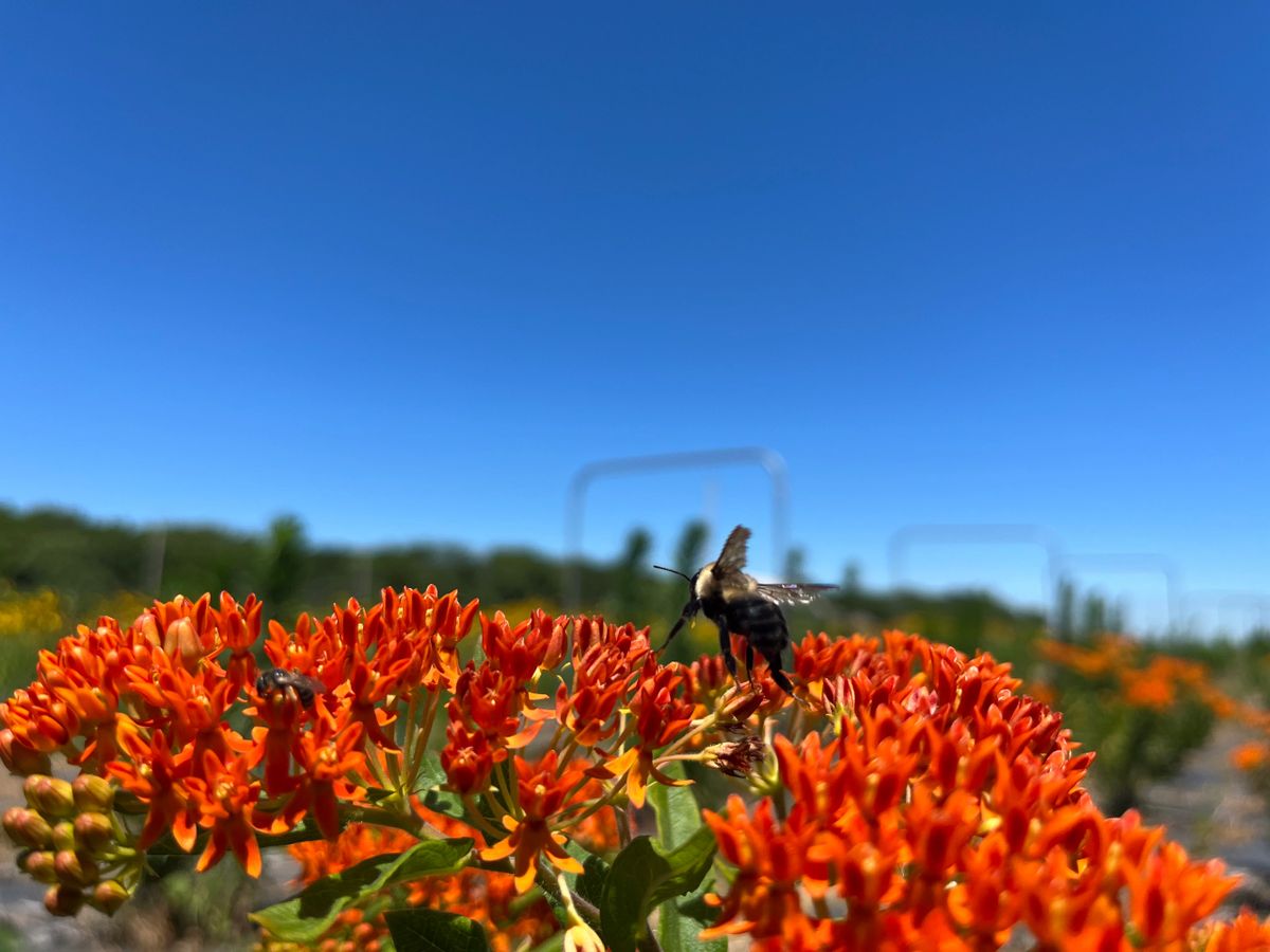 Asclepias tuberosa - Butterfly Weed Flower